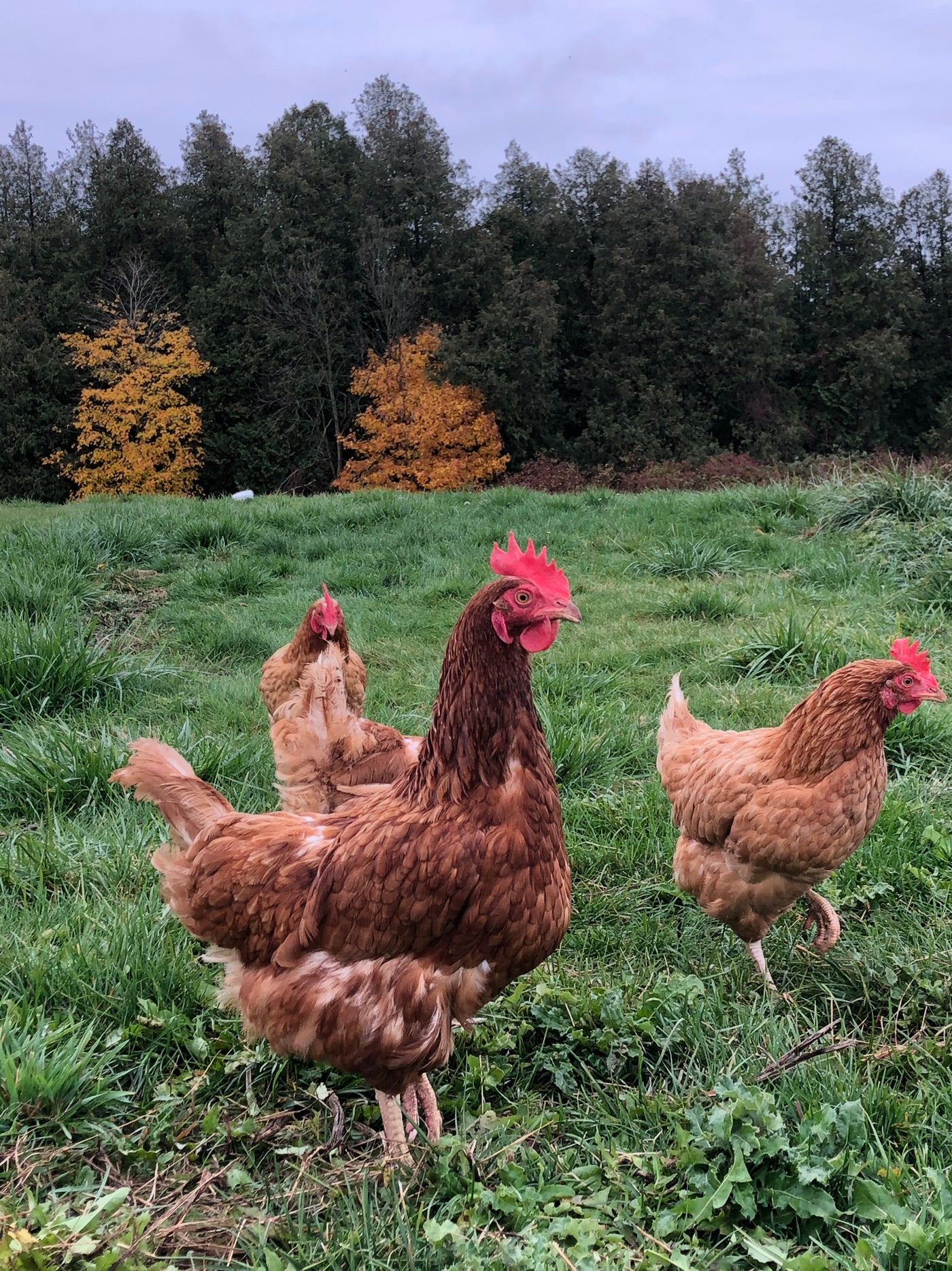Lynn River Farm Free Range Eggs